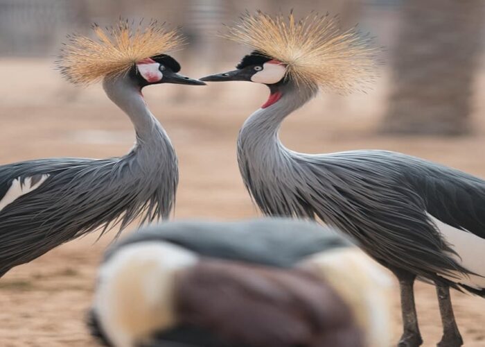 Emirates Park Zoo