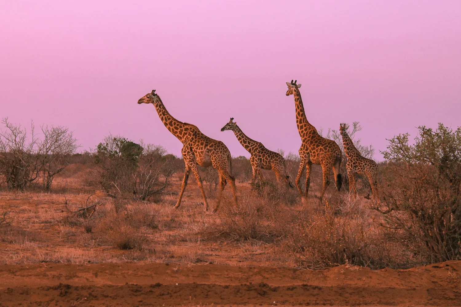 Safari en Kenia