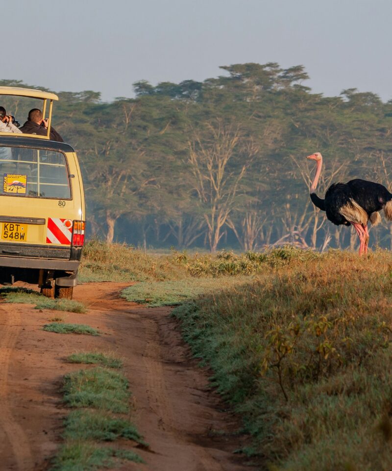 Safari en Kenia